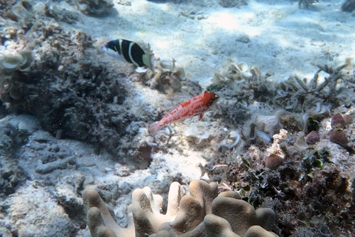 Macropharyngodon choati observed 2024-12-14