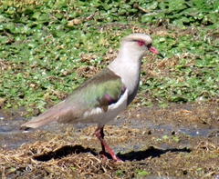 Vanellus resplendens