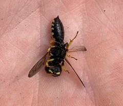 Ectemnius decemmaculatus