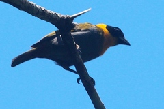 Ploceus nelicourvi