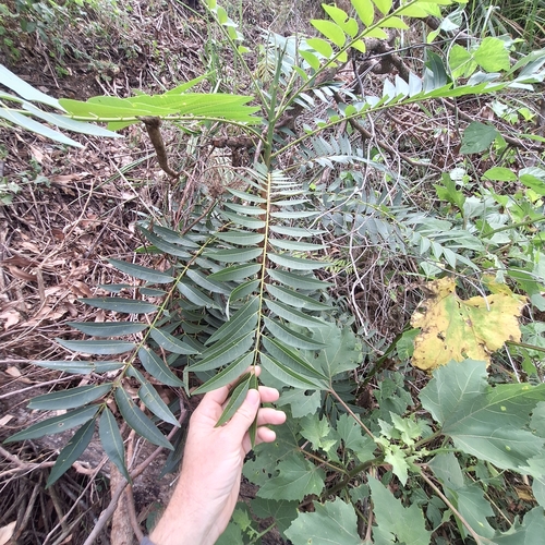 Image of Ailanthus triphysa by (c) Greg Tasney, some rights reserved (CC BY-SA)