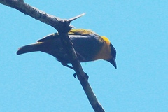 Ploceus nelicourvi