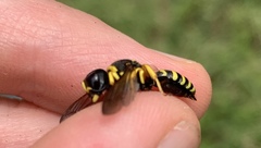 Ectemnius decemmaculatus