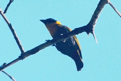 Ploceus nelicourvi