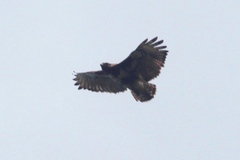 Buteo brachypterus