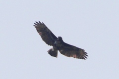 Buteo brachypterus