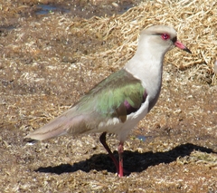 Vanellus resplendens