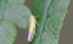 Eupteryx filicum