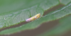 Eupteryx filicum