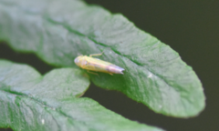 Eupteryx filicum