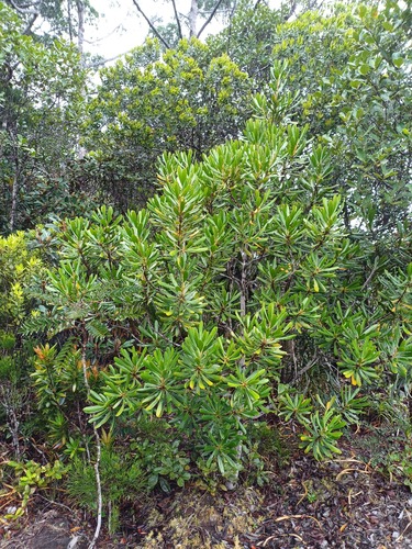 Garnieria spathulifolia observed 2025-02-10