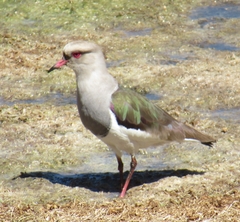 Vanellus resplendens