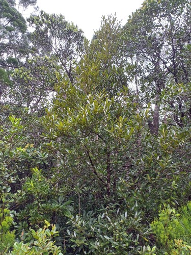 Calophyllum caledonicum observed 2025-02-10