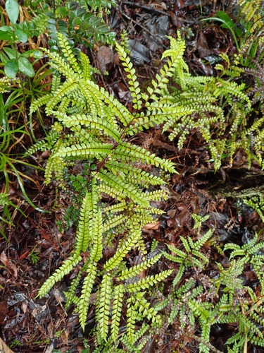 Lindsaea nervosa observed 2025-02-10