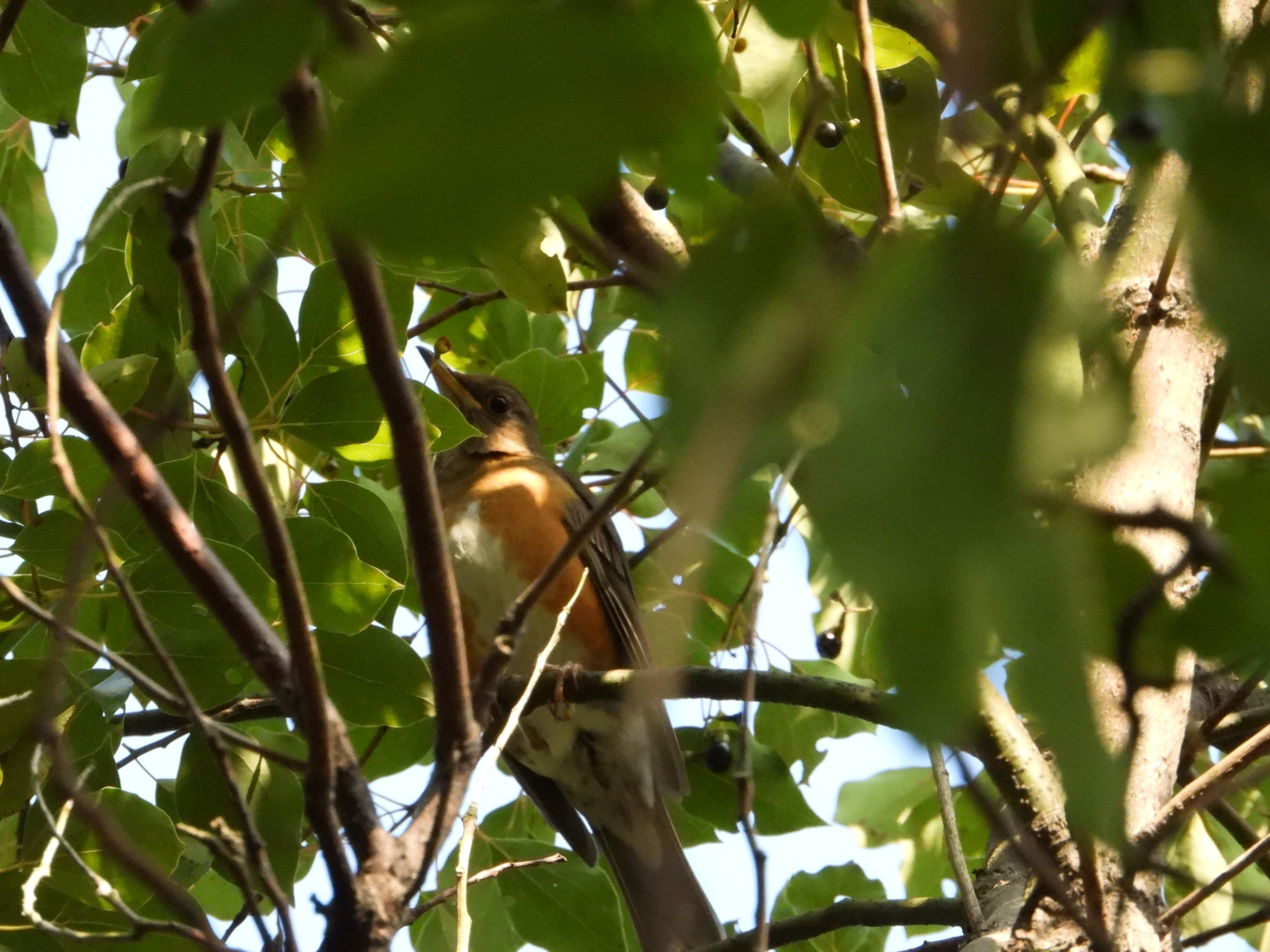 Brown-headed Thrush