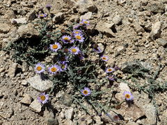 Erigeron breweri jacinteus