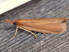 Peoria gematella
