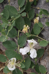 Capparis sicula