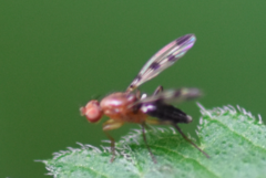 Opomyzidae