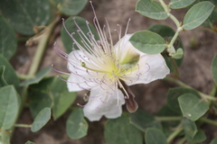 Capparis sicula