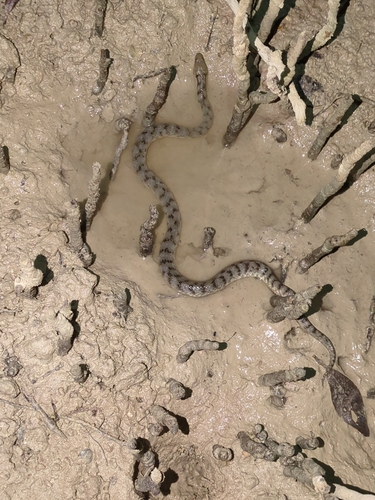 Photo of a Broome Mangrove Snake (Myron resetari)