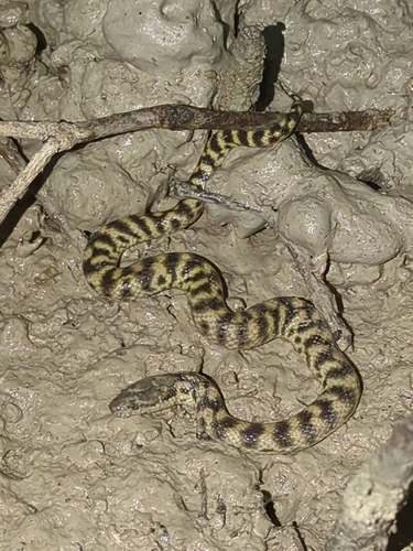 Broome Mangrove Snake