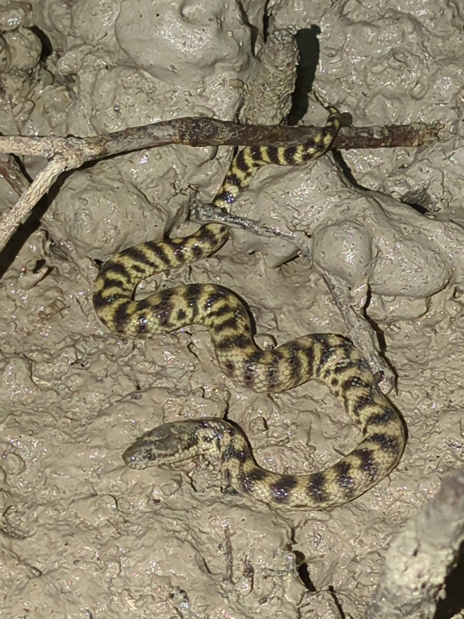 Observation Copyright Brendan Casey · some rights reserved