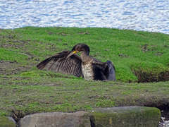 Phalacrocorax carbo carbo