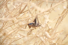 Eupholidoptera megastyla