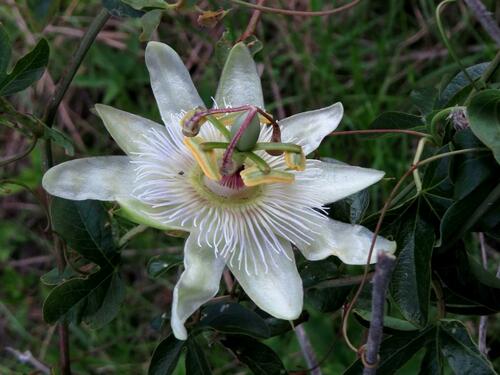 Passiflora caerulea