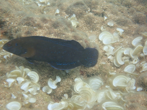 Pseudochromis persicus observed 2024-10-25