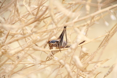 Eupholidoptera megastyla