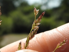 Eragrostis pectinacea