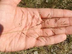 Eragrostis pectinacea