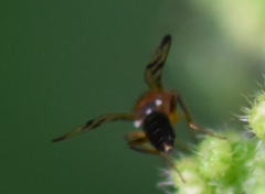 Opomyzidae