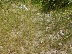 Eragrostis pectinacea