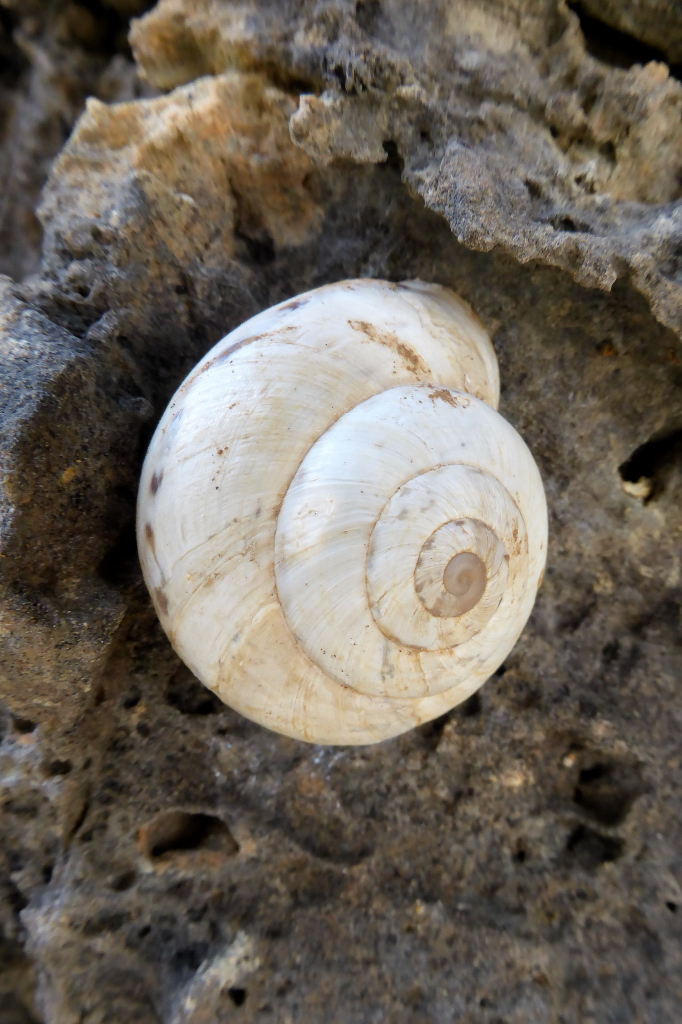Marmorana nebrodensis