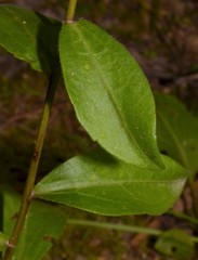 Sericocarpus asteroides