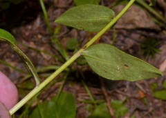 Sericocarpus asteroides