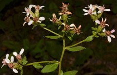 Sericocarpus asteroides