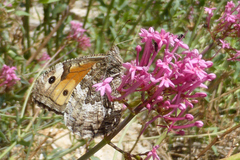 Hipparchia blachieri