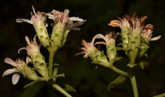 Sericocarpus asteroides