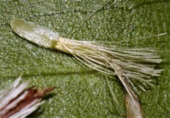 Sericocarpus asteroides