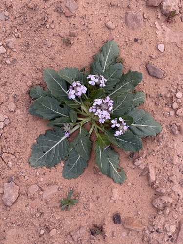 Diplotaxis acris (Diplotaxis acris)