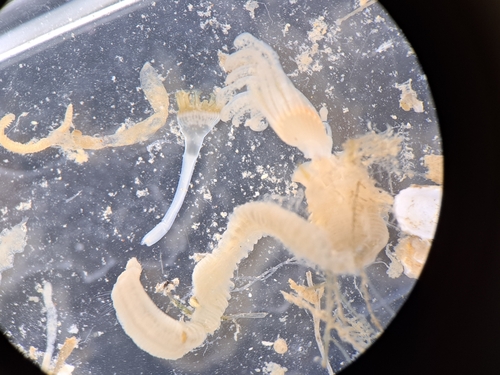 Hydroides dirampha observed 2025-01-10