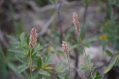 Alopecurus magellanicus
