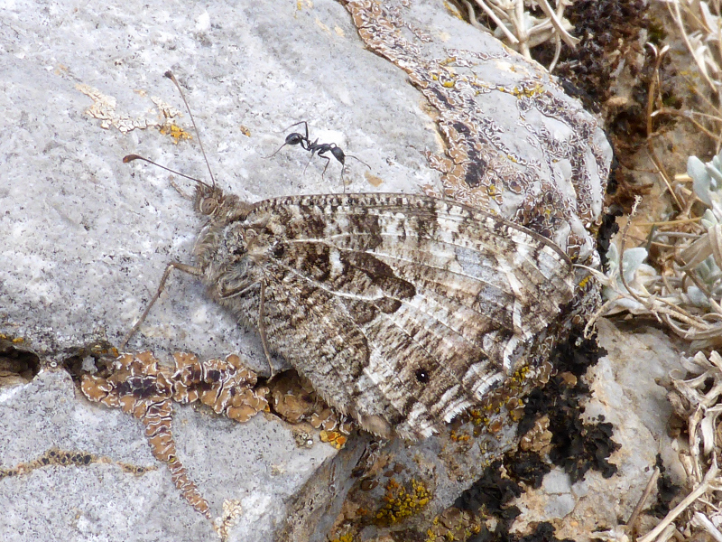 Sicilian Grayling