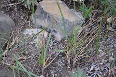 Alopecurus magellanicus