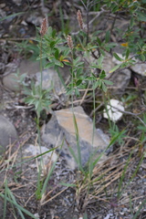 Alopecurus magellanicus