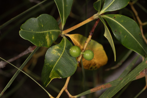 Foto de Café-de-bugre